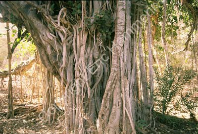 Banyan tree Sariska 004714