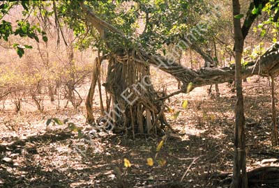 Banyan tree Sariska 004715