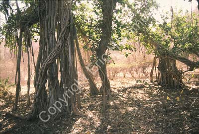 Banyan tree Sariska 004716