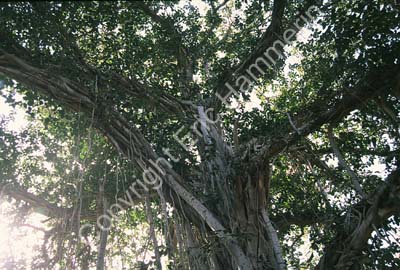 Banyan tree Sariska 004717