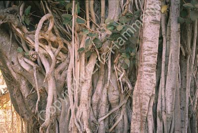 Banyan tree Sariska 004718
