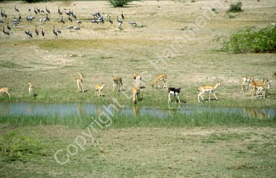 Black buck in Gajner game reserve 863113