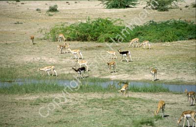 Black buck in Gajner game reserve 863117