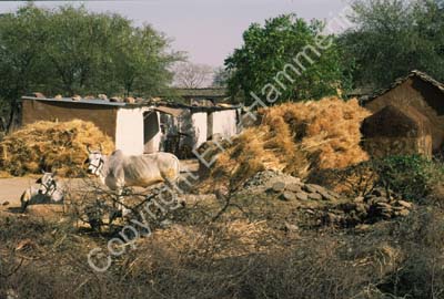 Bulls straw simple houses Rajasthan 004735