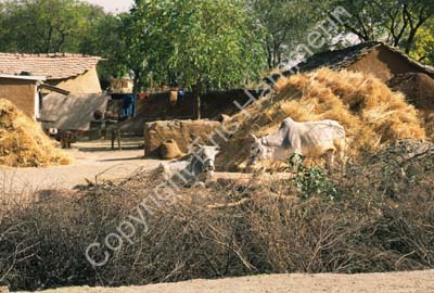 Bulls straw simple houses Rajasthan 004738