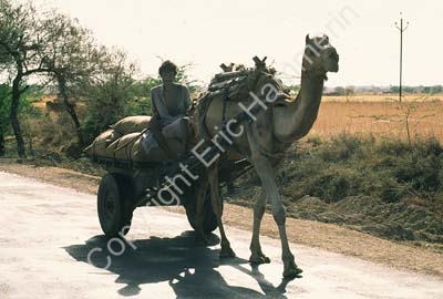 Camel with cart Rajasthan 004703