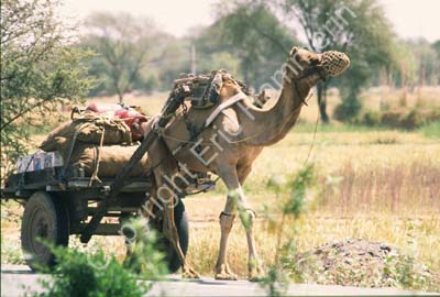 Camel with cart in the road Rajasthan 006112