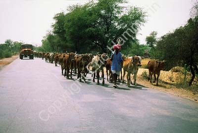 Cattle herded on the road Rajasthan 004432