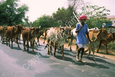 Cattle herded on the road Rajasthan 004434