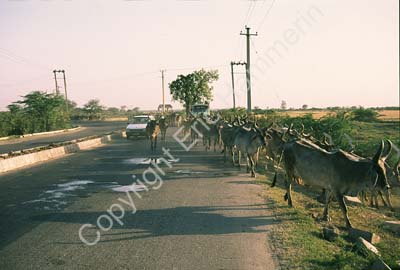 Cows herded in road Haryana 006229