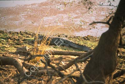 Crocodile by the water Sariska Rajasthan 004507