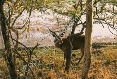 Deer Sariska Rajasthan 004511
