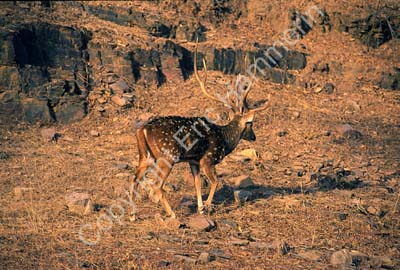Deer Sariska Rajasthan 004512