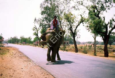 Elephant in the road 004426