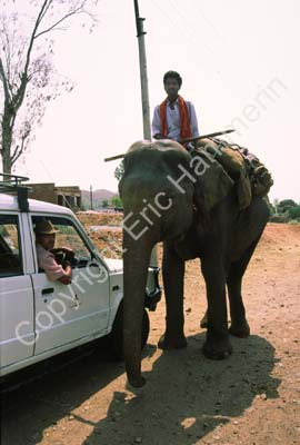 Elephant meets car in the road 004431