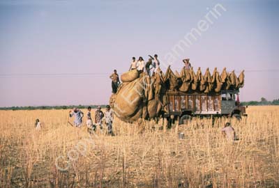 Harvest gathering truck in field Rajasthan 004806