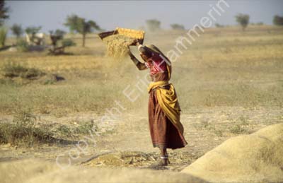 Harvesting in Rajasthan 864220