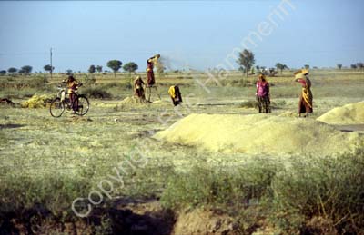 Harvesting in Rajasthan 864222