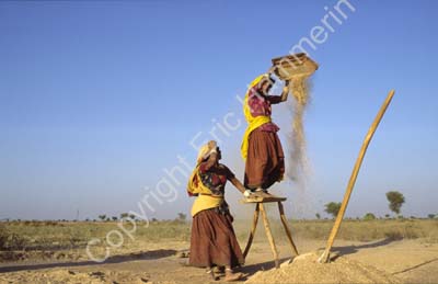Harvesting in Rajasthan 864228