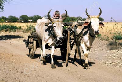 Oxcart bullock cart Rajasthan 004701