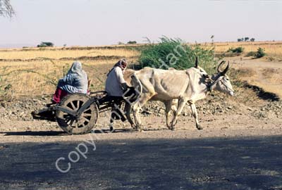 Oxcart bullock cart Rajasthan 004702
