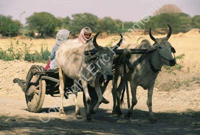 Oxcart bullock cart Rajasthan 004743