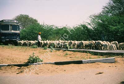 Sheep herded in the road Rajasthan 006142
