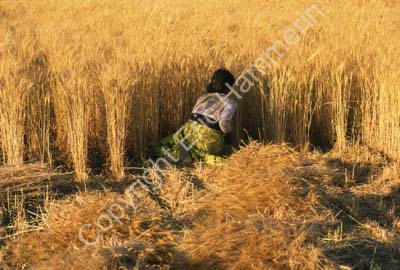 Woman harvesting wheat Rajasthan 004810