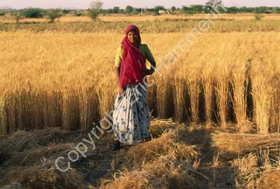Woman harvesting wheat Rajasthan 004811