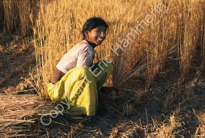 Woman harvesting wheat Rajasthan 004820