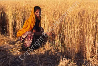 Woman harvesting wheat Rajasthan 004821