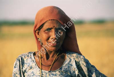 Woman in field Rajasthan 004817