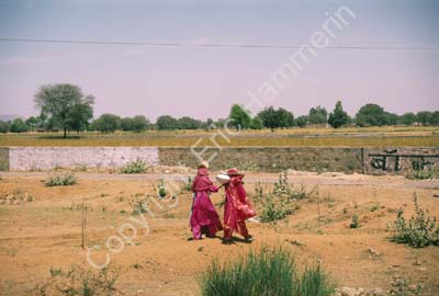 Women passing over field Rajasthan 006119