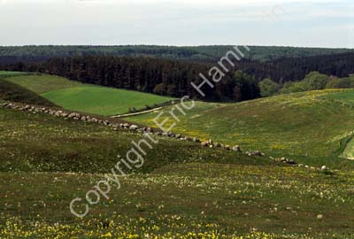 Brösarps backar S982113