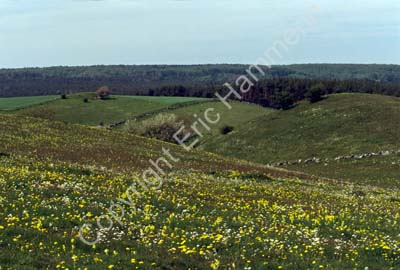 Brösarps backar S982119