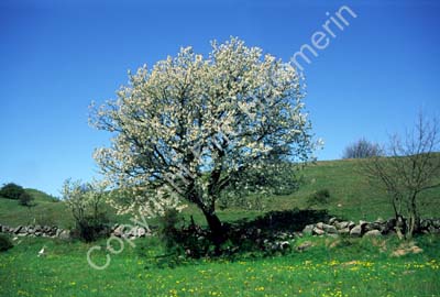 Brösarps backar blommande träd S001106