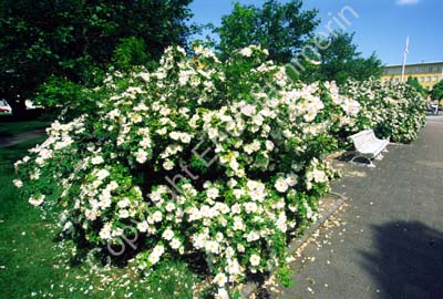Kristianstad nyponrosor S991506