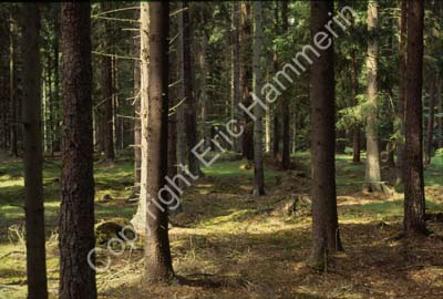 Nyteboda-skogen S12B18