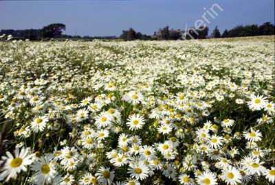 Prästkragar blommande fält S21D19