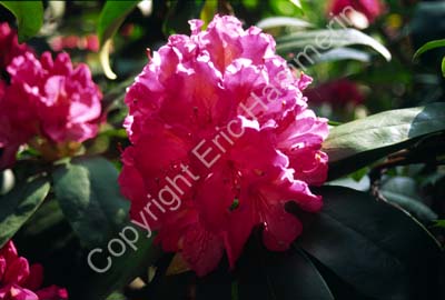 Rhododendron SSB7204