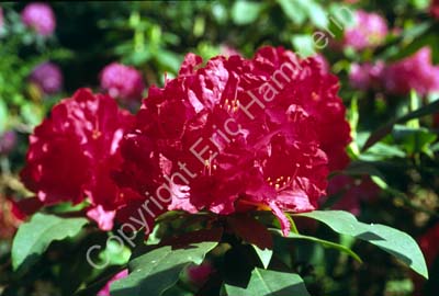 Rhododendron SSB7504