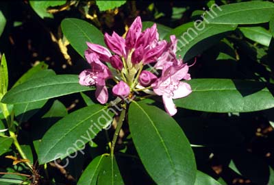 Rhododendron SSB7508