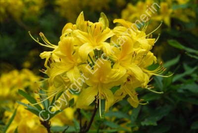 Rhododendron SSB7527