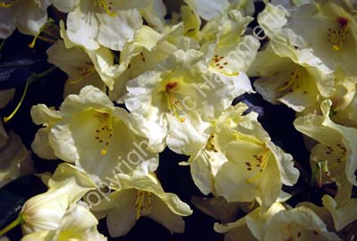 Rhododendron SSB7601