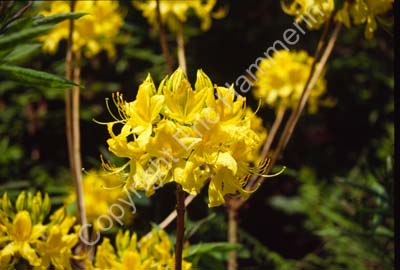 Rhododendron Sofiero SSB7633