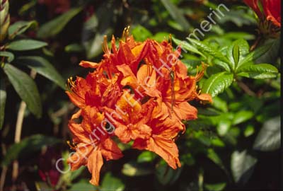 Rhododendron Sofiero SSB7634