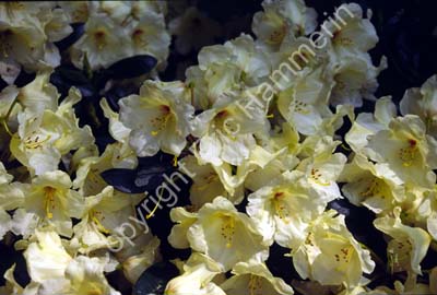 Rhododendron Sofiero SSB7642