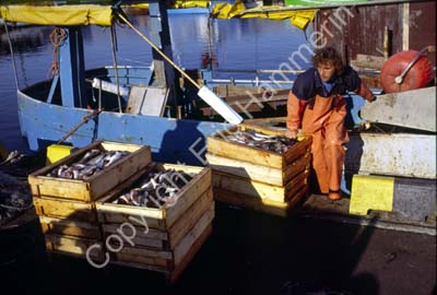 Brantevik fiskare S11A25