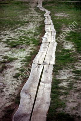 Stenshuvud plankstig  SSB5924