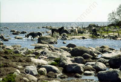 Tosteberga stranden S11B34